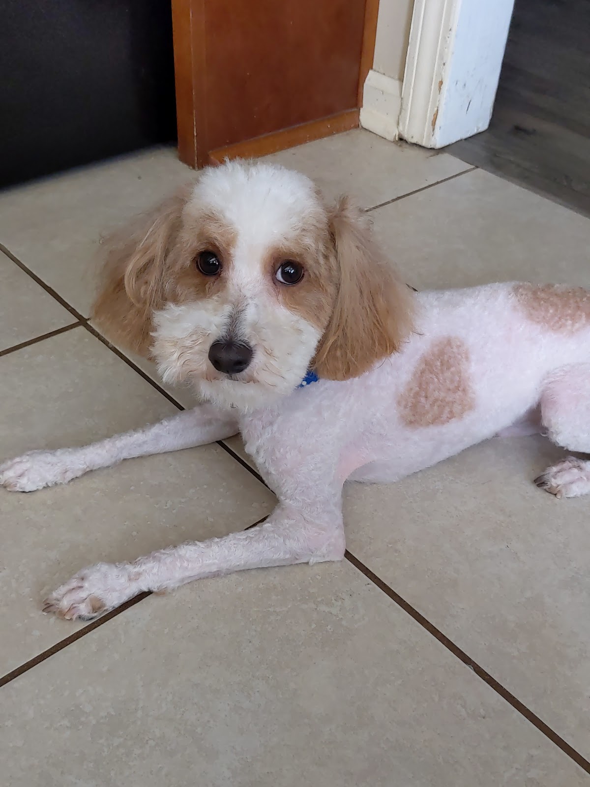 Freshly-groomed cavapoo with a clean trim lying on the floor