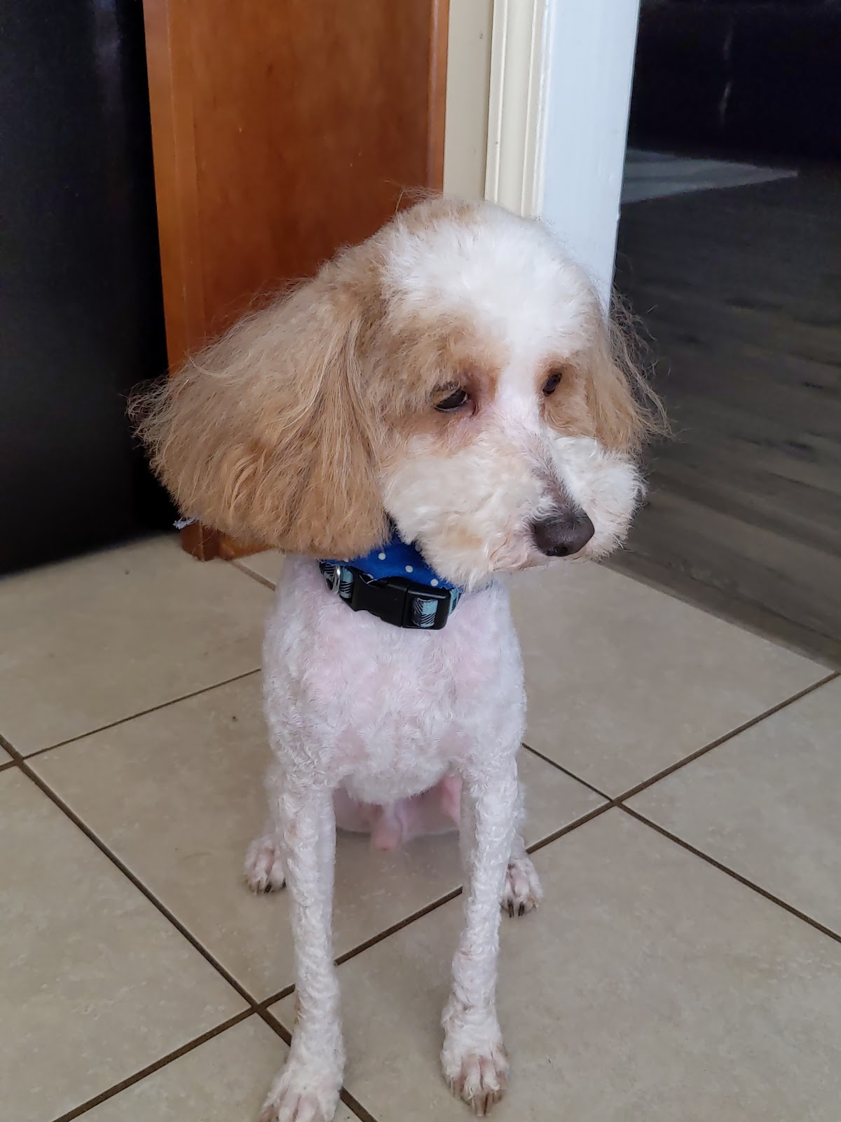 White poodle sitting pretty with a fresh face and body trim
