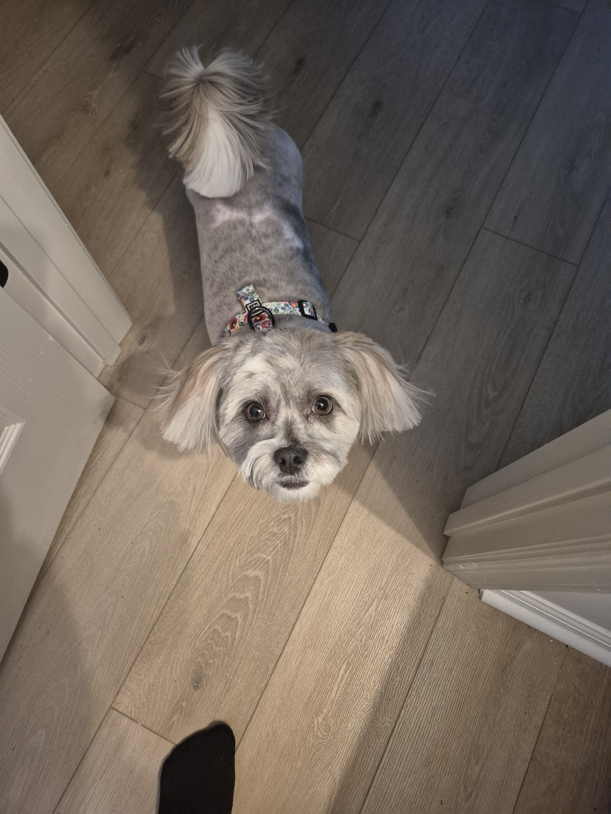Morkie with a tidy body trim and fluffy face looking up after grooming