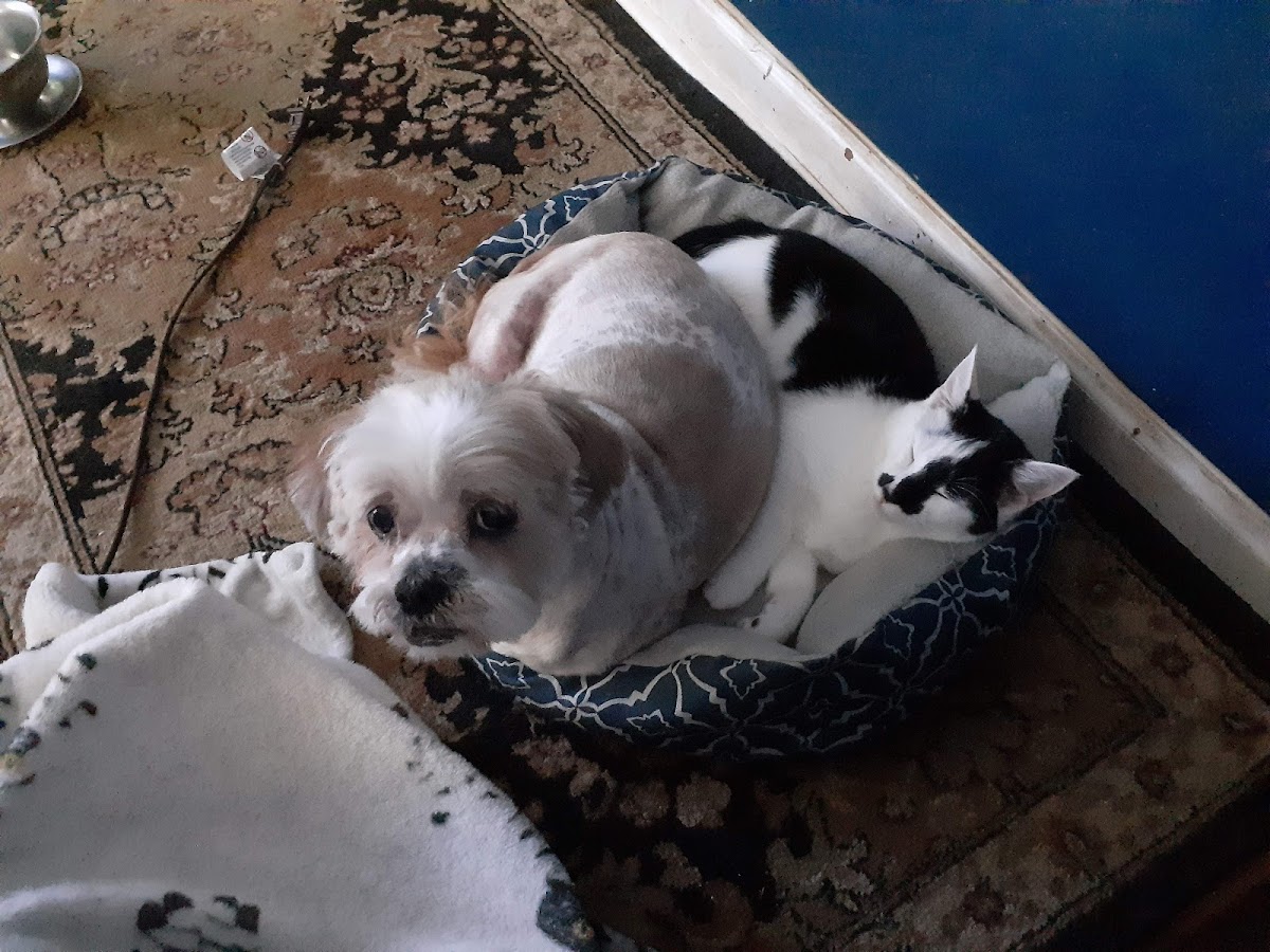 Freshly-groomed Shih Tzu relaxing at home after a tidy-up